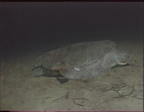 Let's save the turtles!