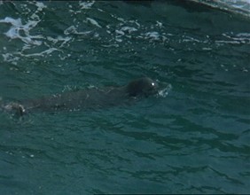 Foca monaca - Primo contatto