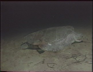 Let's save the turtles!