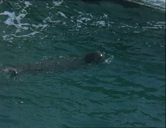 Foca monaca - Primo contatto