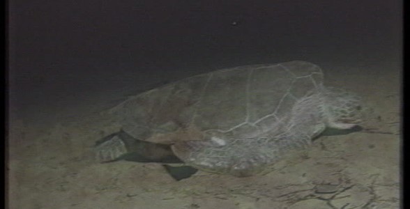 Let's save the turtles!