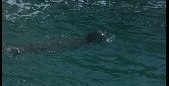 Foca monaca - Primo contatto
